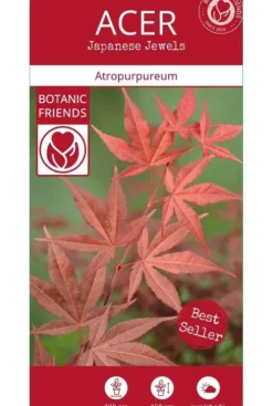 Acer Atropurpureum - Japanse esdoorn