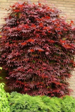 Acer Atropurpureum - Japanse esdoorn