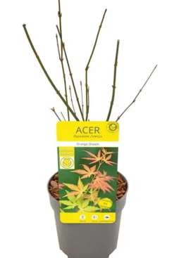 Acer Orange Dream - Japanse esdoorn