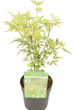 Acer palmatum Butterfly - Japanse esdoorn