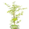 Acer palmatum Emerald Lace - Japanse esdoorn