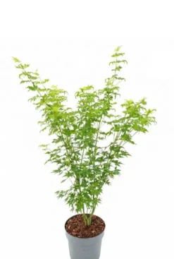 Acer Palmatum Going Green - Japanse esdoorn