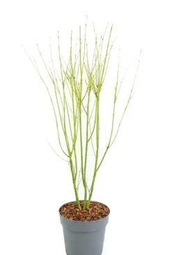 Acer Palmatum Going Green - Japanse esdoorn
