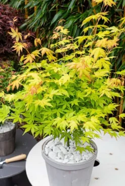 Acer Palmatum 'Orange Dream' - Japanse esdoorn