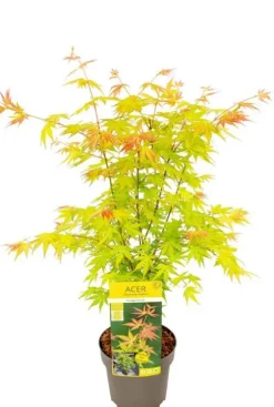 Acer Palmatum 'Orange Dream' - Japanse esdoorn