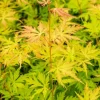 Acer Palmatum 'Orange Lace' - Japanse esdoorn