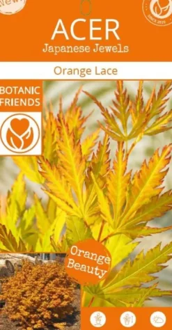 Acer Palmatum 'Orange Lace' - Japanse esdoorn