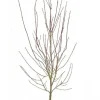 Acer Palmatum ‘Shaina’ - Japanse esdoorn