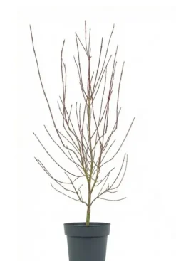 Acer Palmatum ‘Shaina’ - Japanse esdoorn