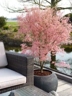 Acer Palmatum 'Taylor' ® - Japanse esdoorn