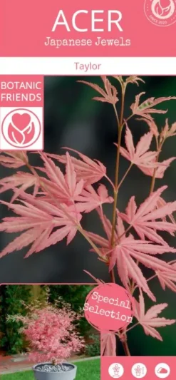 Acer Palmatum 'Taylor' ® - Japanse esdoorn