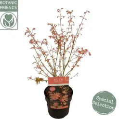 Acer Palmatum 'Taylor' ® - Japanse esdoorn