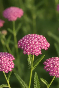Achillea Millefolium Cerise Queen - Duizendblad