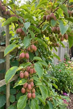 Actinidia arguta Ken's Red - Kiwibes