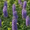 Agastache Blue Fortune - Dropplant