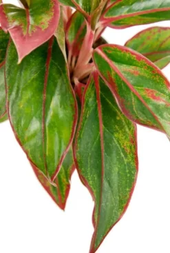 Aglaonema crete - Chinese Evergreen