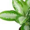 Aglaonema diamond bay - Chinese Evergreen