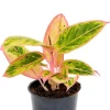 Aglaonema 'Salmon Fantasy' - Chinese Evergreen