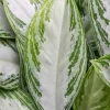 Aglaonema silver bay - Chinese Evergreen