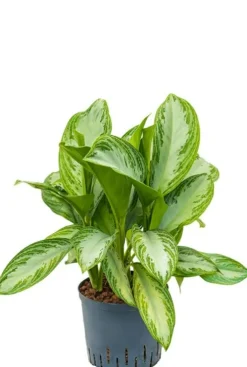 Aglaonema silver bay - Chinese Evergreen