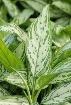 Aglaonema silver queen - Chinese Evergreen