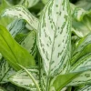 Aglaonema 'Silver Queen' - Chinese Evergreen