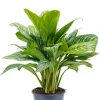 Aglaonema stripes - Chinese Evergreen