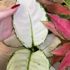Aglaonema White Joy - Chinese Evergreen