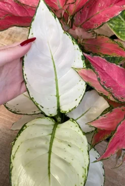 Aglaonema White Joy - Chinese Evergreen