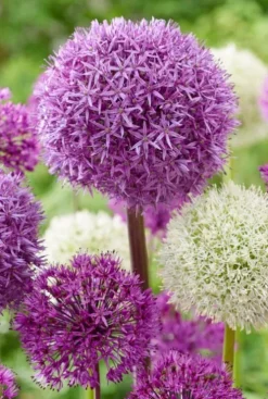 Allium Fantasia mix - 15 bollen