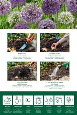 Allium Fantasia mix - 15 bollen