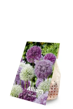 Allium Purple Sensation mix - 15 bollen