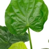 Alocasia cucullata - Olifantsoor