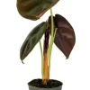 Alocasia Cuprea Red (Red Secret) - Stekje