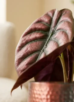 Alocasia Cuprea Red (Red Secret) - Stekje
