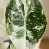 Alocasia Frydek Variegata 6 cm