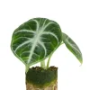 Alocasia Ninja - Stekje