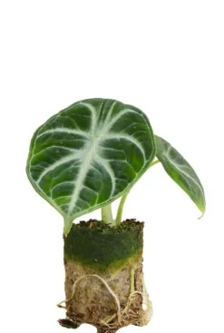 Alocasia Ninja - Stekje