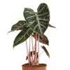 Alocasia Pink Dragon - Olifantsoor