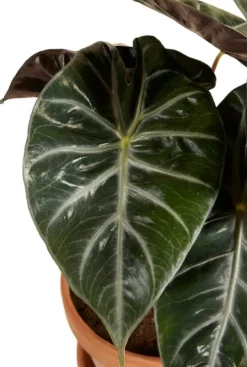 Alocasia Pink Dragon - Olifantsoor