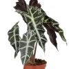 Alocasia polly - Skeletplant