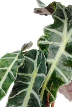 Alocasia polly - Skeletplant