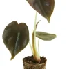 Alocasia Red Secret - Stekje