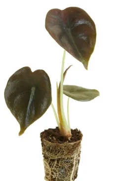 Alocasia Red Secret - Stekje