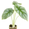 Alocasia Silver Dragon - Stekje
