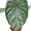 Alocasia Wentii - Olifantsoor