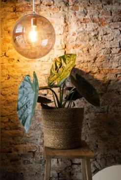 Alocasia Wentii - Olifantsoor