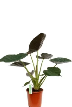 Alocasia Wentii - Olifantsoor