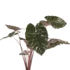 Alocasia yucatan princess - Olifantsoor