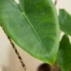 Alocasia zebrina - Tijgerplant
